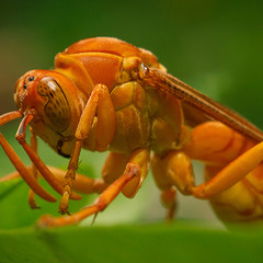 China's Wasp