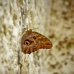 Крымская бабочка
