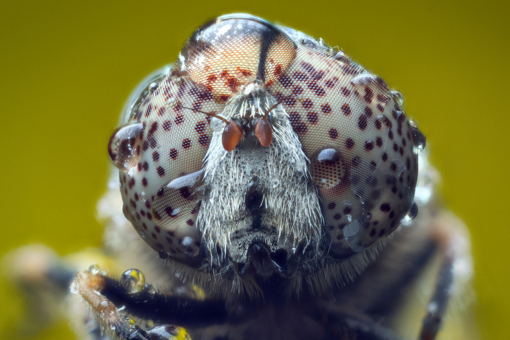 ���� ���� ������� ������, ���� ���������� � ���� �����