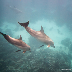 дельфины