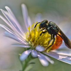 Пчела-галикт сфекодес — Sphecodes sp