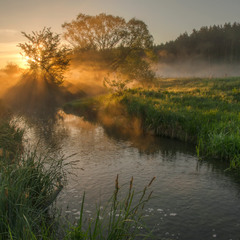 Золотое утро у лесного ручья