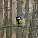 Бойова трансформація