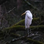 To be or not to be? This is the question!