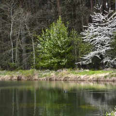 Весна на озере