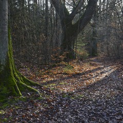 В осеннем лесу