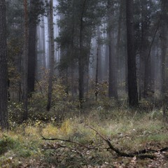 Туманное утро в осеннем лесу