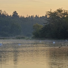 Ранок на лебединому озері
