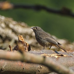 Якось сонячним ранком