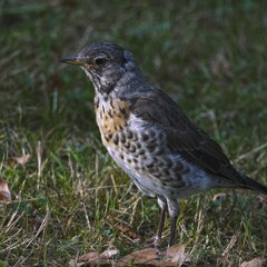Чикотеніще