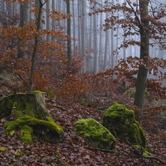 Якось у горах туманних