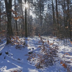 Десь у зимовому лісі