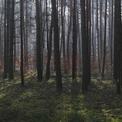 Квітневнм лісом