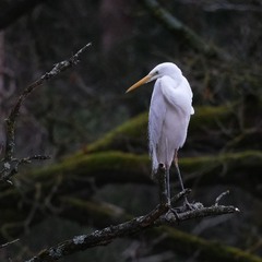 To be or not to be? This is the question!