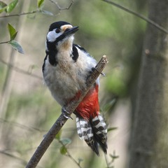 Портрет дятла звичайного