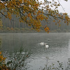На лебедином озере