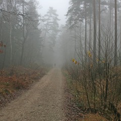 Убегающий в туман