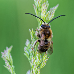 Пчела длинноусая