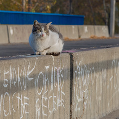 "Облоко счастье, облоко веселье, облоко Любви" или про кота, живущего на мосту