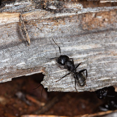 Життя мурах