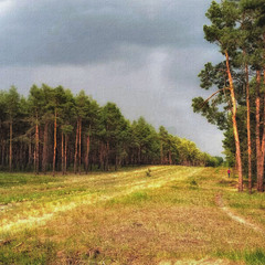 Матвеевский лес. г.Николаев