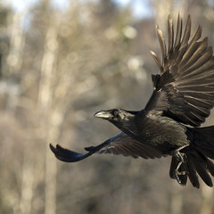 Corvus corax