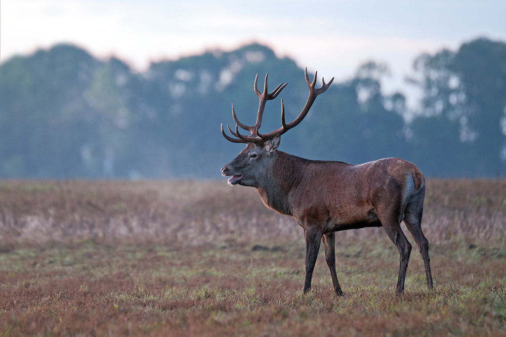 Cervus elaphus sibiricus