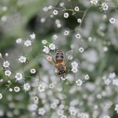 ...Бджола між квітами снує...
