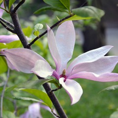 Spring. May. Magnolia
