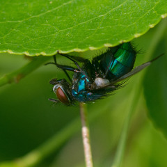 муха зеленая