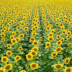 Ideal sunflowers