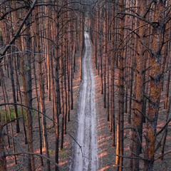 pine road