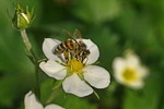 Пчела на землянике
