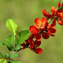 Алая диагональ