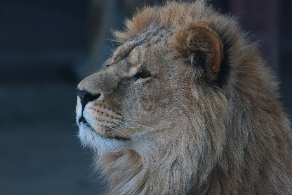 красивый лев. лев з. рисунки. лев з. лев з.