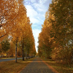 Colors of autumn 2