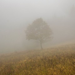 осінній туман