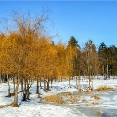 Зимний берег пруда.