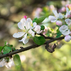 Яблуневий цвіт