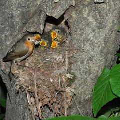 Гнездо малиновки.