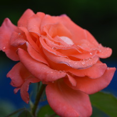 роза в росе