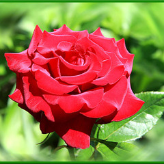 просто красивая роза