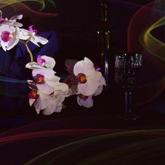 Вино и орхидеи