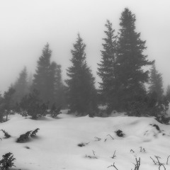 В черно-белом тумане.