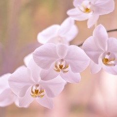 Нежные мечты орхидеи