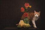 Still Life with Cat and Pumpkins