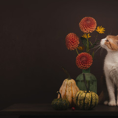 Котик з квітами та гарбузами
