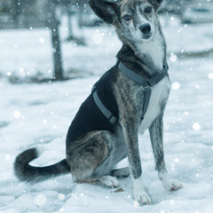Собачка на зимовій вулиці
