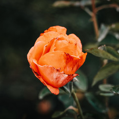 Троянда