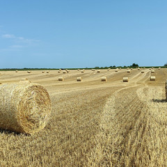 Літнє поле